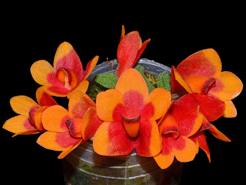 Dendrobium cuthbertsonii 'Pepe' – Longest-Blooming Miniature Dendrobium cuthbertsonii 'Pepe' – Longest-Blooming Miniature