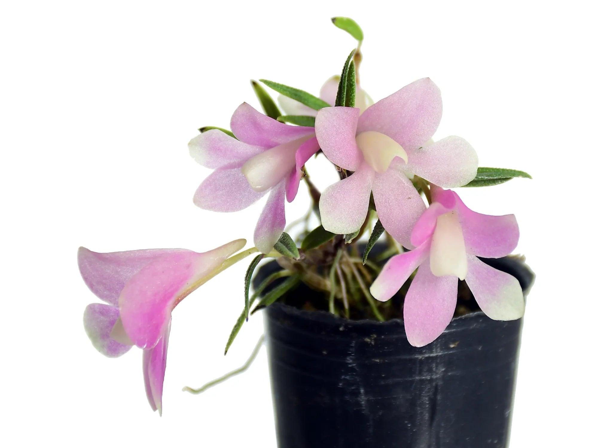 Dendrobium cuthbertsonii var. agathodaemonis — Ecuagenera