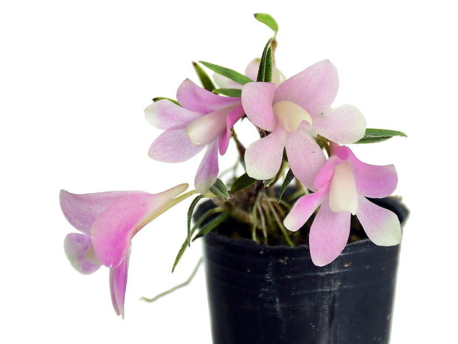 Dendrobium cuthbertsonii var. agathodaemonis