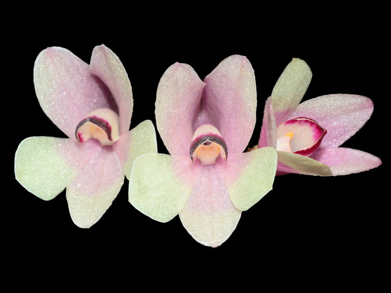 Dendrobium cuthbertsonii white x red yellow bicolor