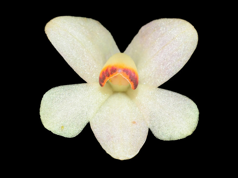 Dendrobium cuthbertsonii white x var pepe