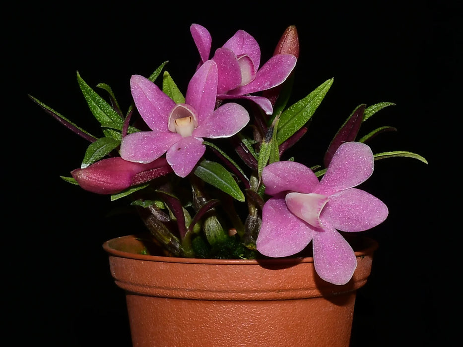 Dendrobium Pepe Portilla f. pink