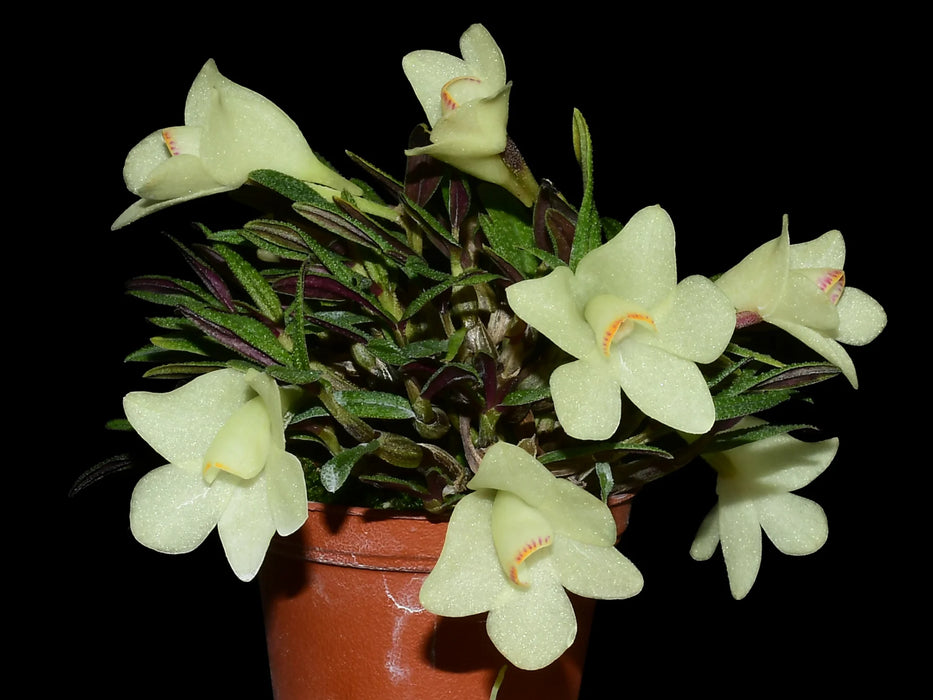 Dendrobium Pepe Portilla f. alba