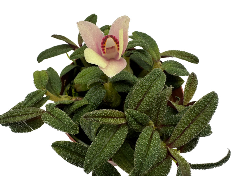 Dendrobium cuthbertsonii f. xanthina X f. pink x f. purple and white