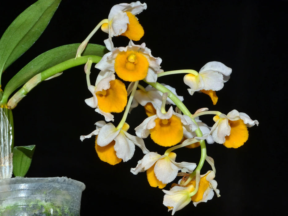 Dendrobium densiflorum var luteo alba