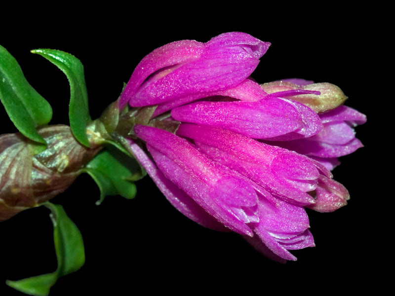 Dendrobium dichaeoides