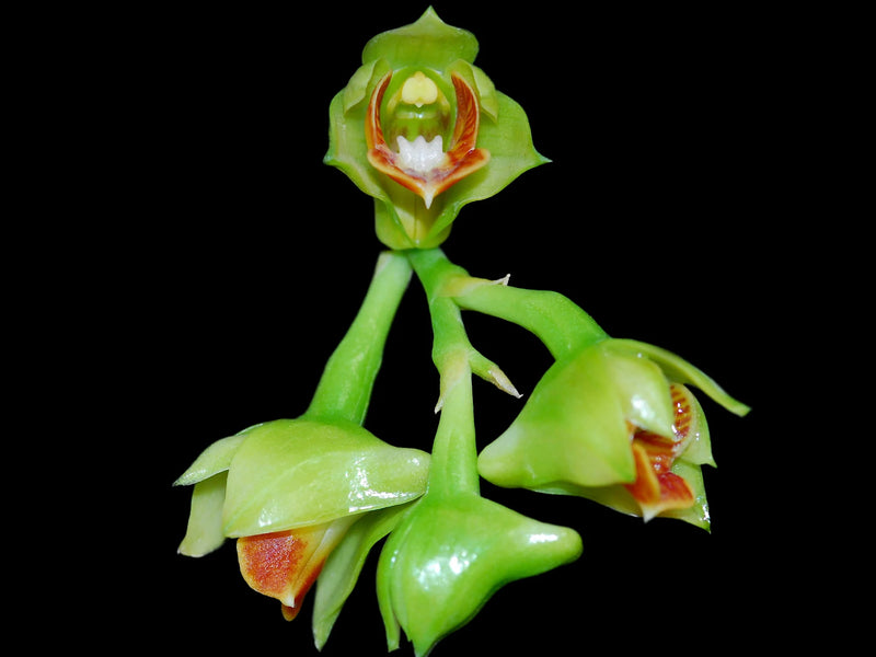 Dendrobium euryanthum