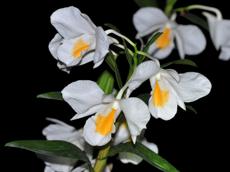 Dendrobium formosum