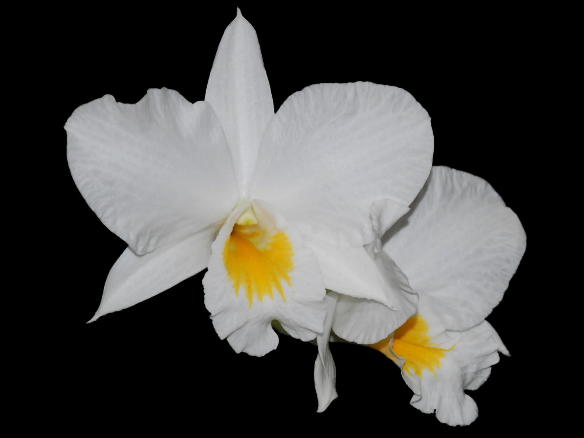 Dendrobium formosum