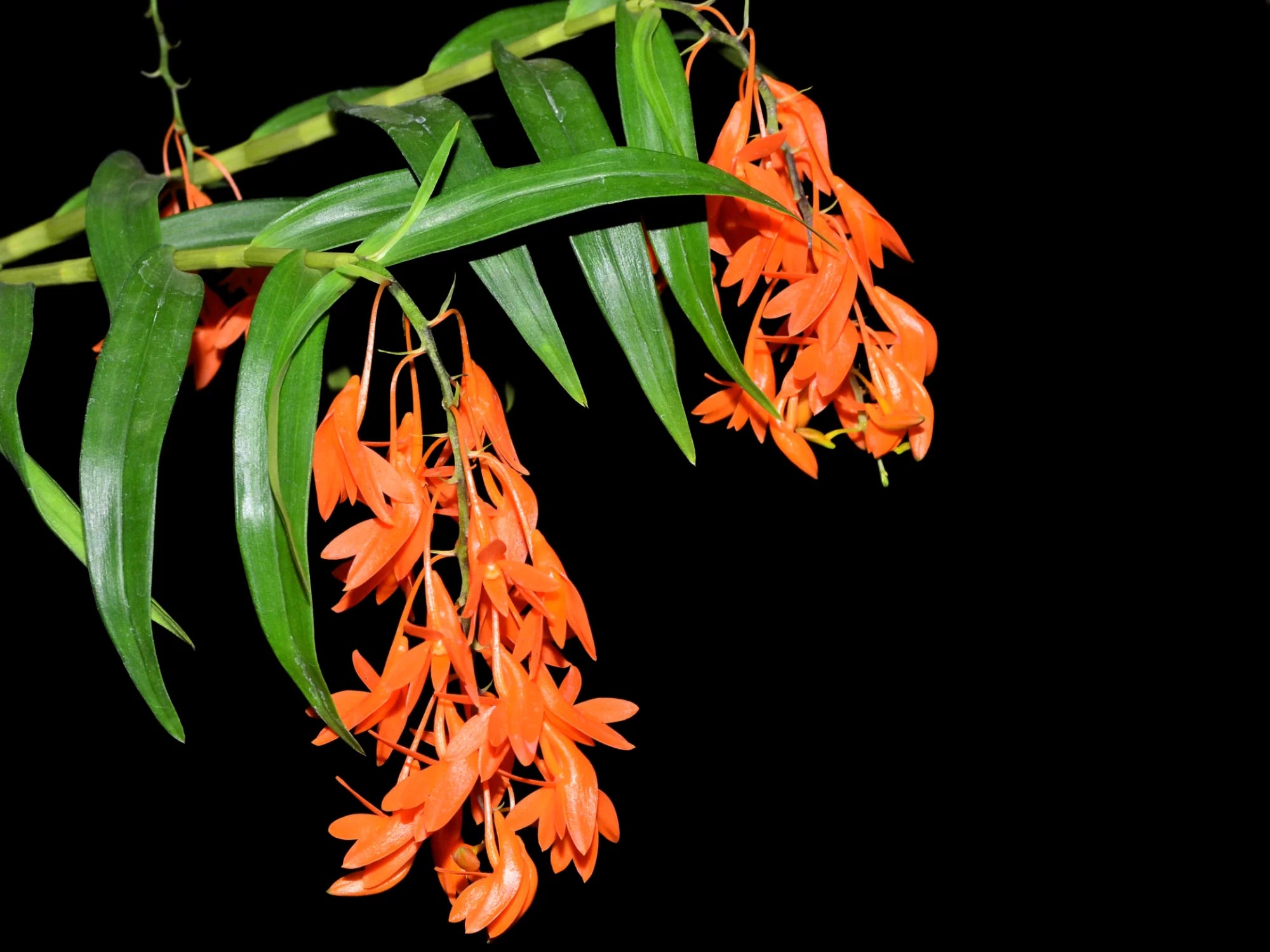 Dendrobium fulgidum