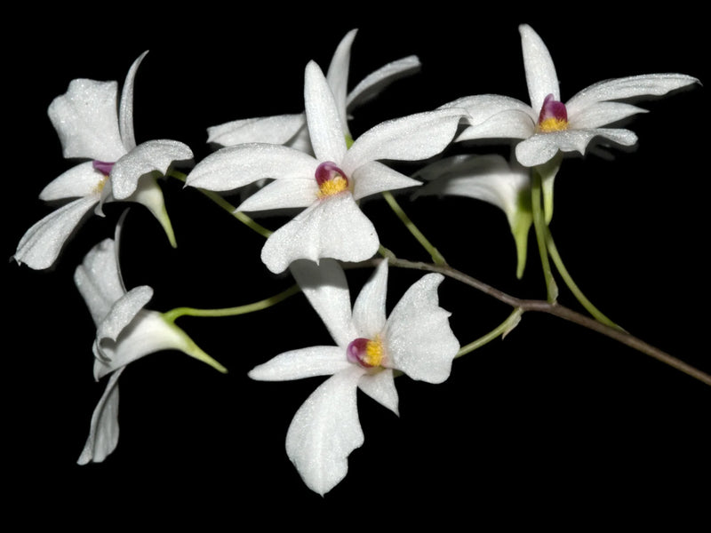 Dendrobium fytchianum