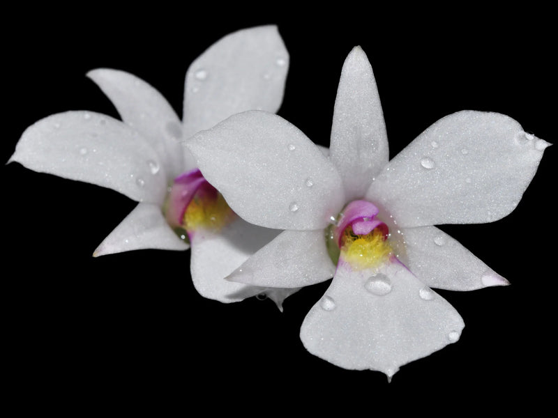 Dendrobium fytchianum
