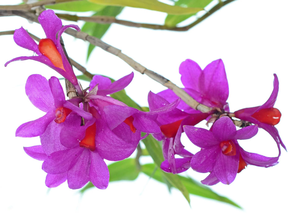 Dendrobium glomeratum