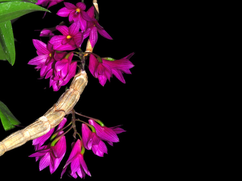 Dendrobium goldschmidtianum