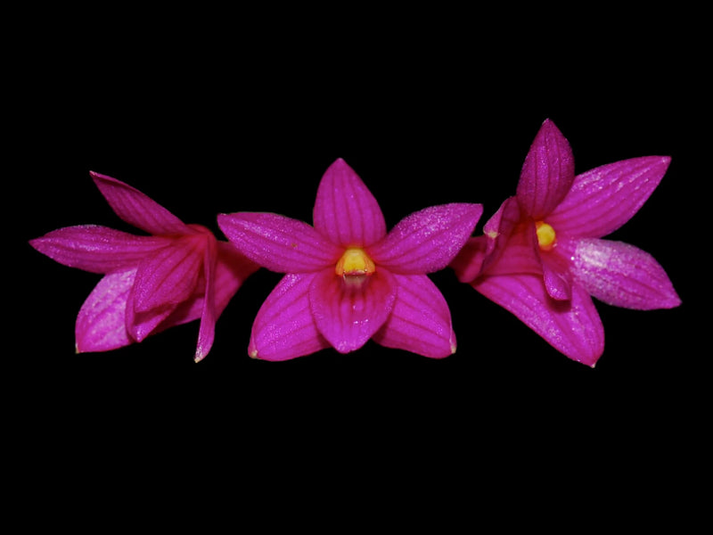 Dendrobium goldschmidtianum (miyakei) x sib ('T3' x 'Hsinying')