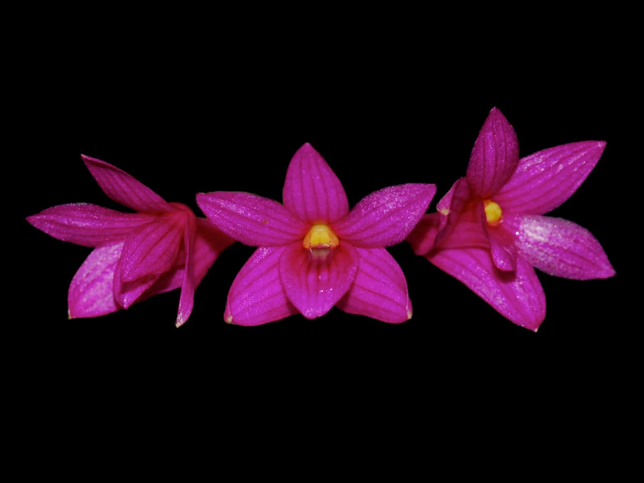 Dendrobium goldschmidtianum (miyakei) x sib ('T3' x 'Hsinying')