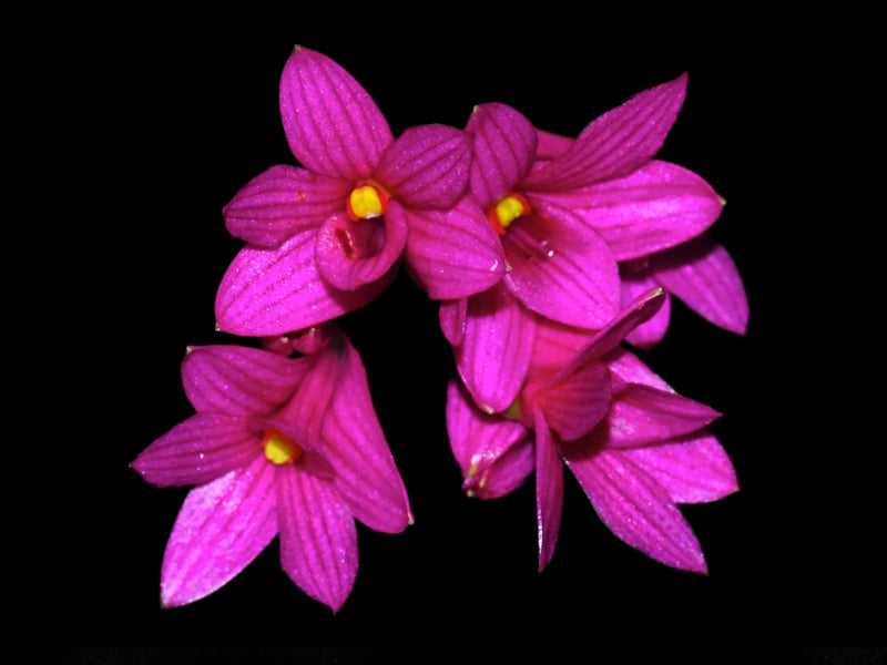 Dendrobium goldschmidtianum