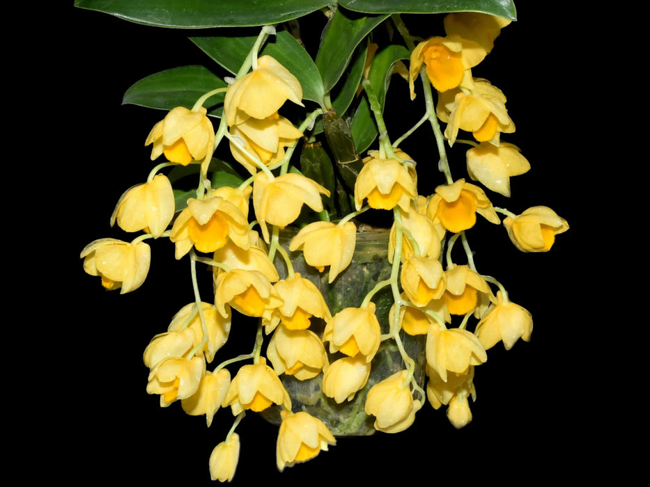 Dendrobium griffithianum