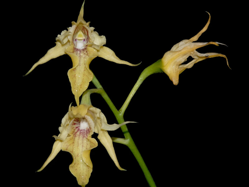 Dendrobium hadsowi