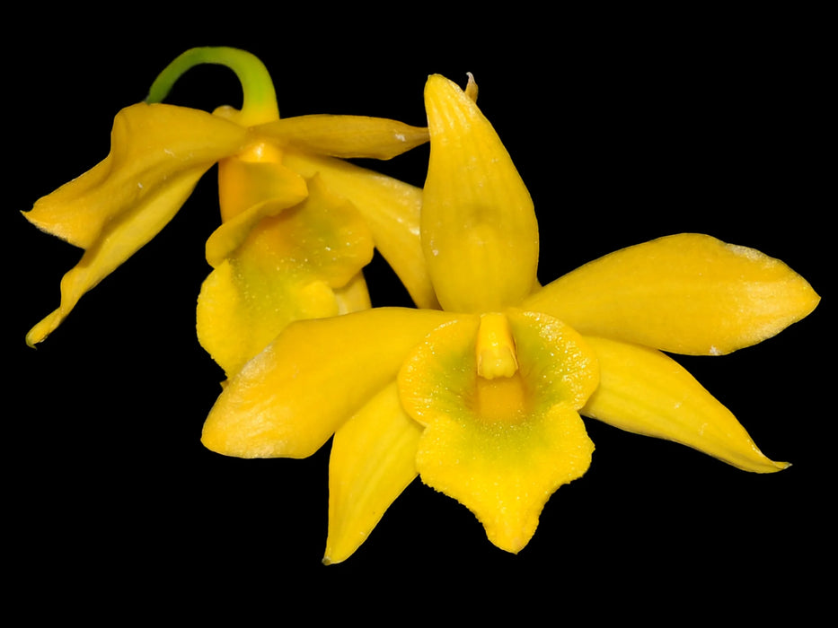 Dendrobium hancockii