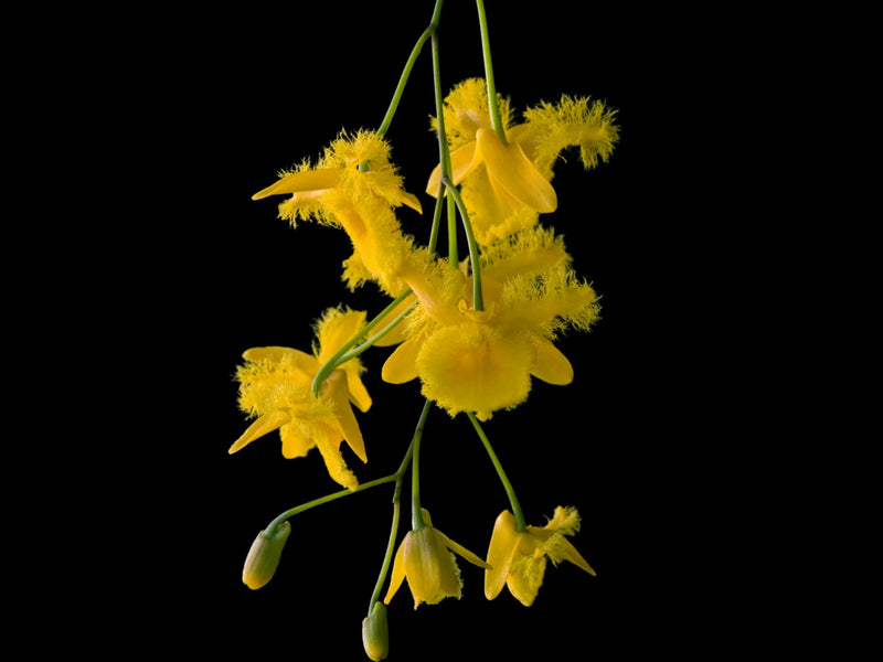 Dendrobium harveyanum