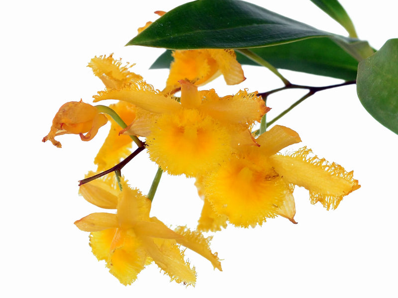 Dendrobium harveyanum