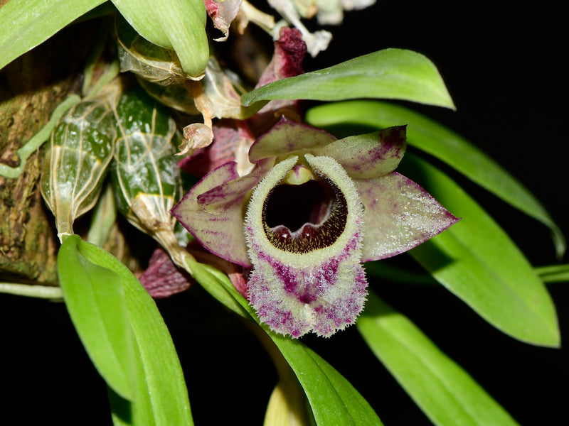 Dendrobium hekouense