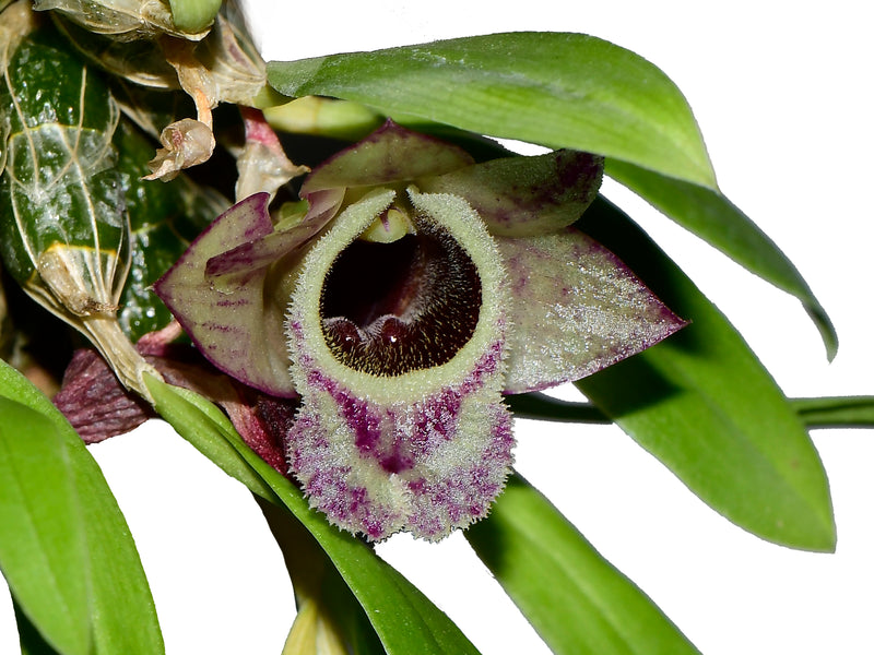 Dendrobium hekouense