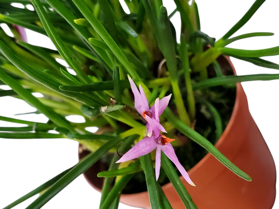 Dendrobium hellwigianum Purple