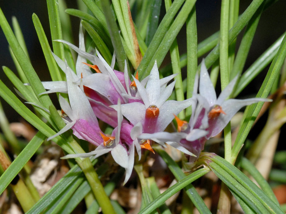 Dendrobium hellwigianum