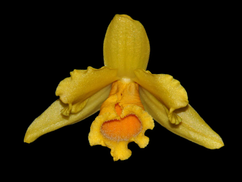 Dendrobium henryi