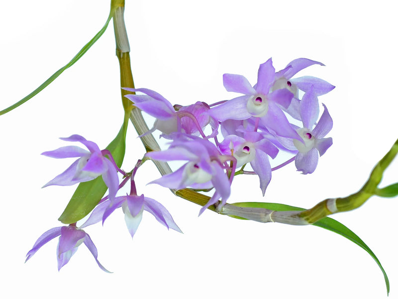 Dendrobium hercoglossum