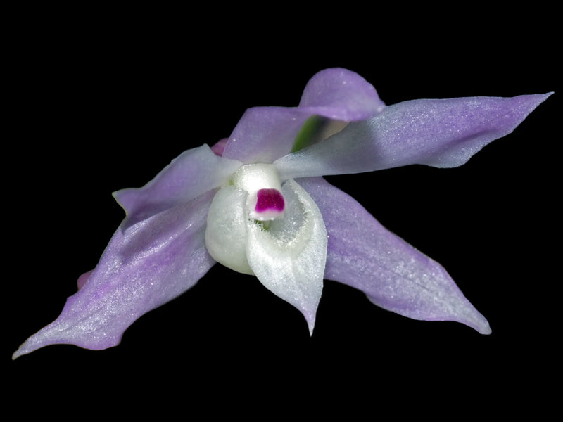 Dendrobium hercoglossum