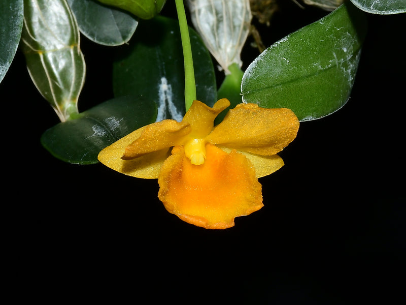 Dendrobium jenkinsii