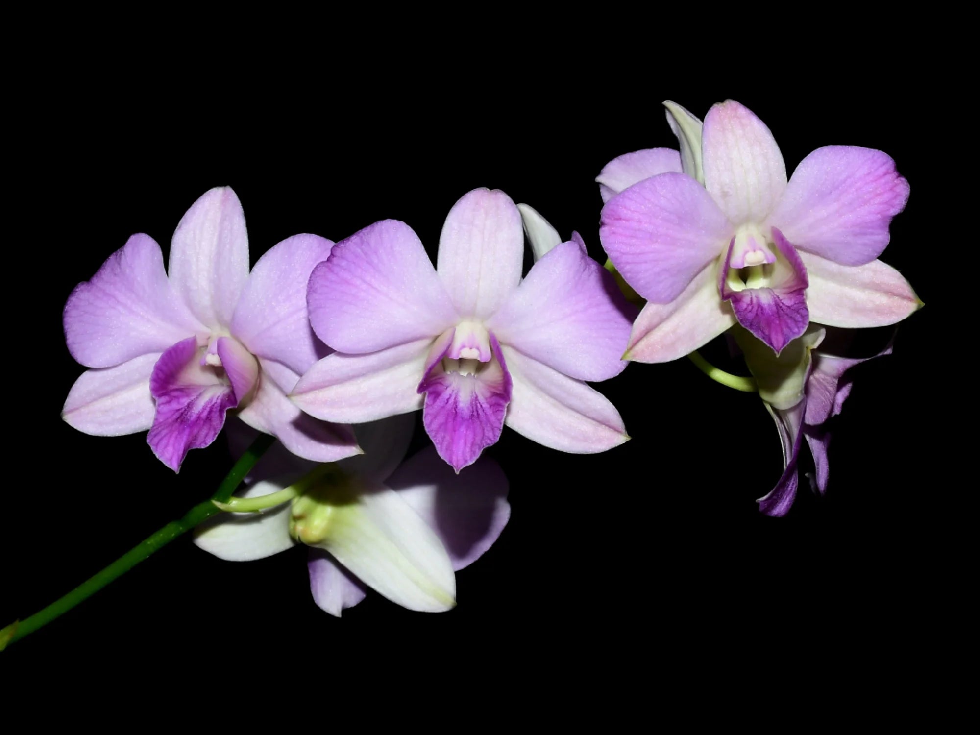 Dendrobium ks 11 Jairak Lavander