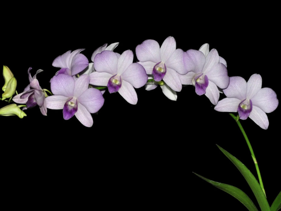 Dendrobium ks 11 Jairak Lavander