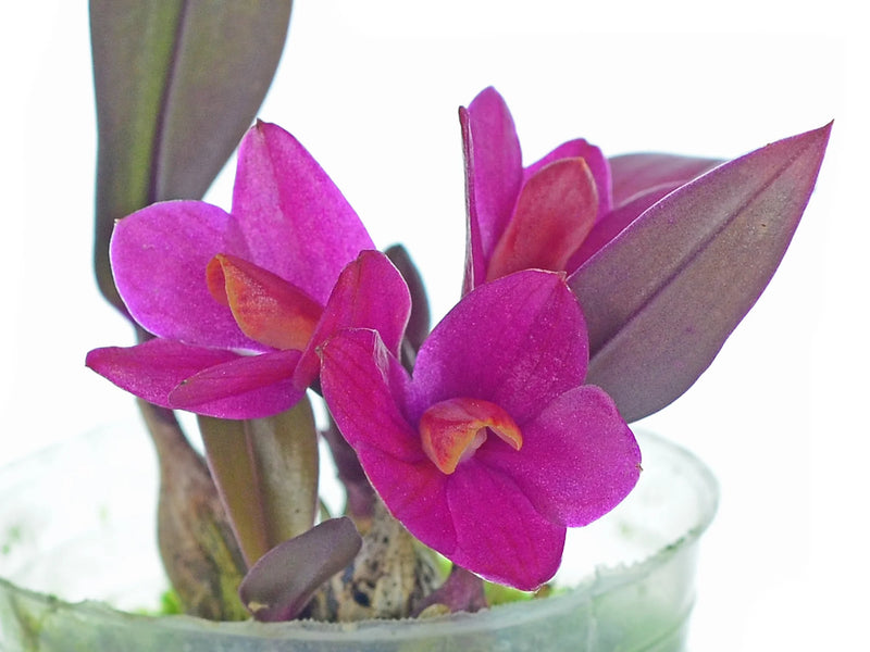 Dendrobium laevifolium