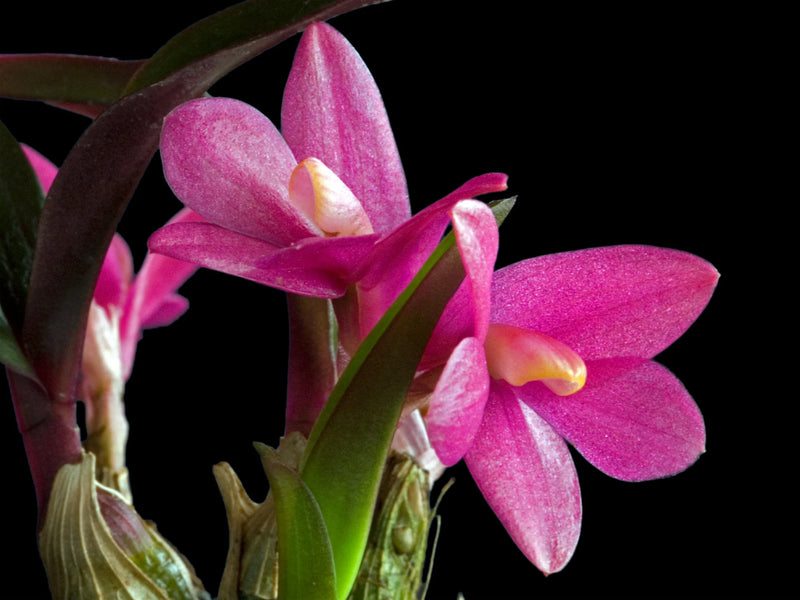 Dendrobium laevifolium