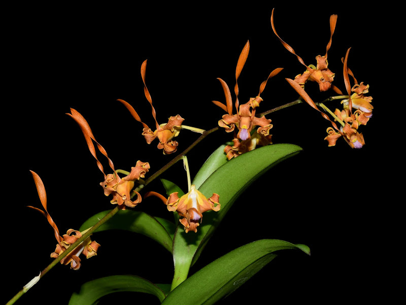 Dendrobium lasianthera