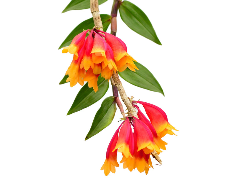 Dendrobium lawesii bicolor red yellow