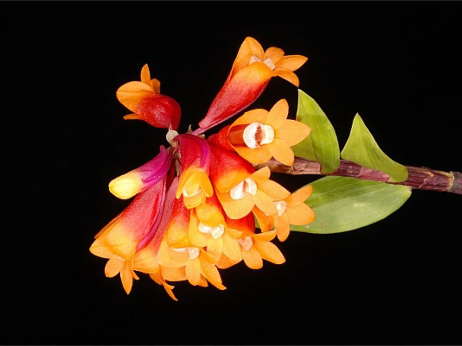 Dendrobium lawesii cerise x red/yellow