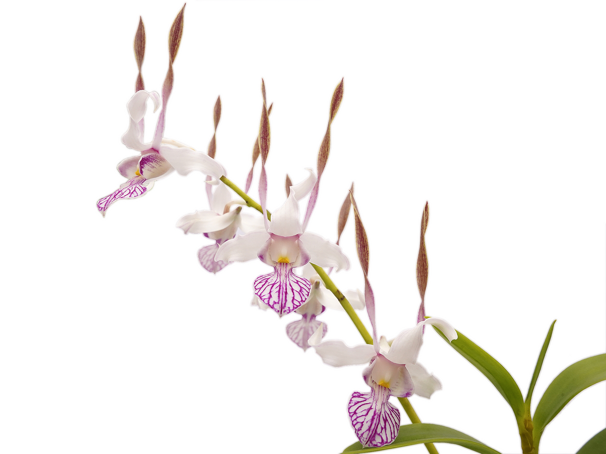 anthurium dendrobiums Dendrobium leporinum