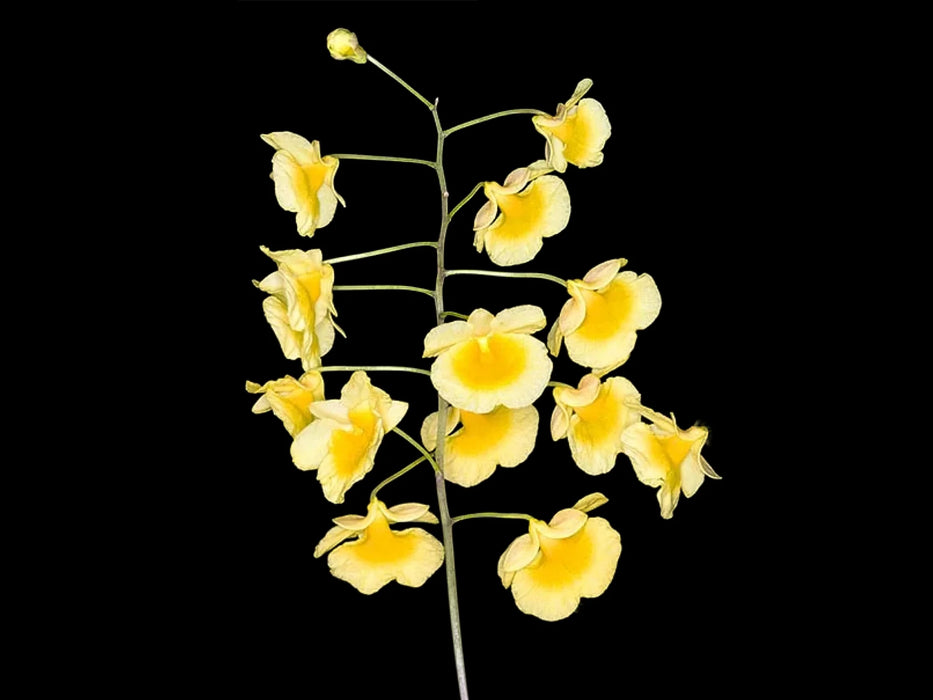 Dendrobium lindleyi