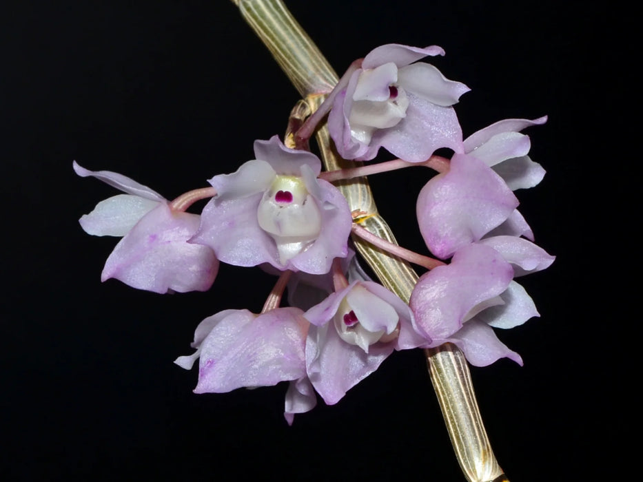 Dendrobium linguella