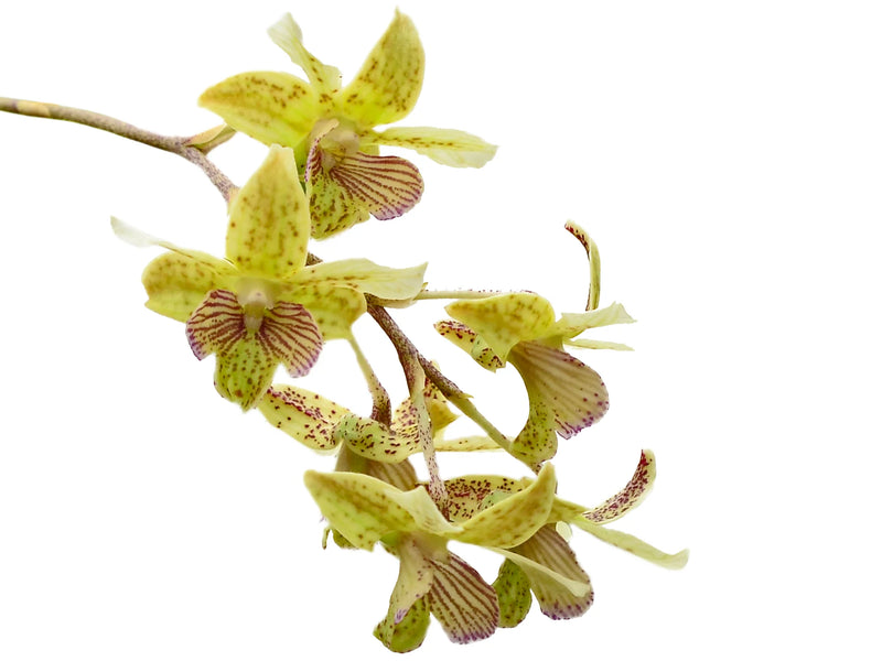 Dendrobium lituiflorum