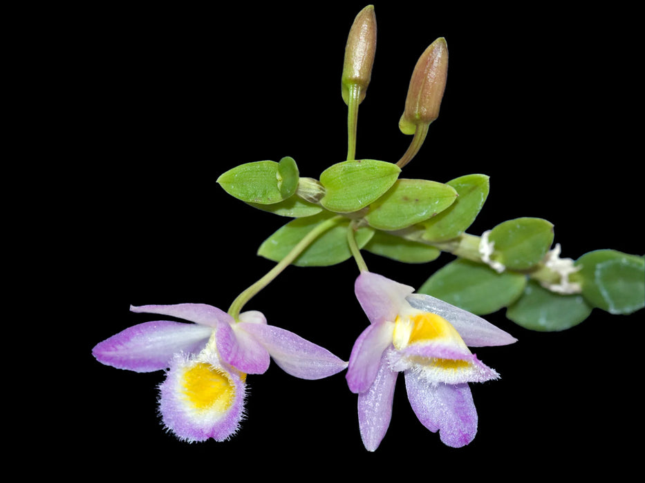 Dendrobium loddigesii