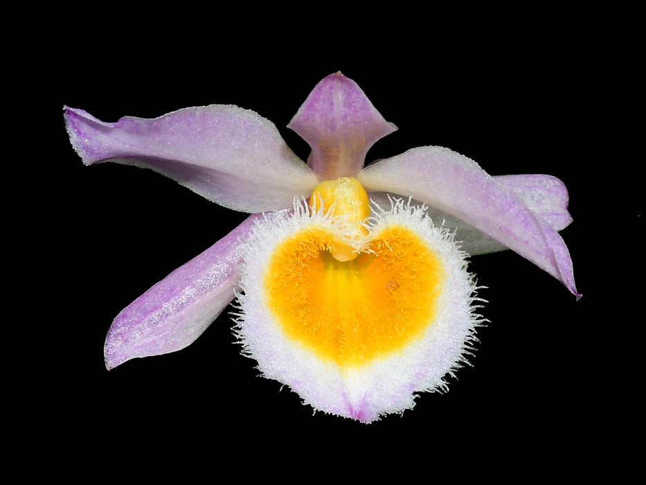 Dendrobium loddigesii