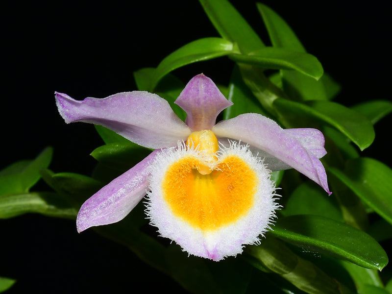 Dendrobium loddigesii