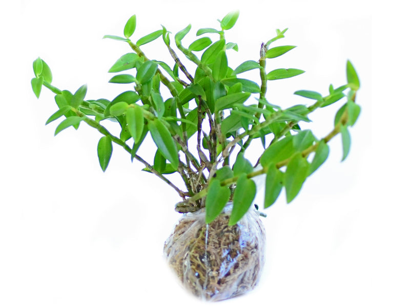 Dendrobium loddigesii