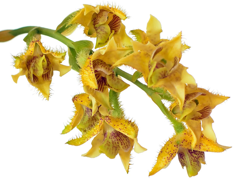 Dendrobium macrophyllum